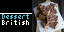 Random Recipe app preview
