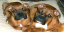 Random Dogs app preview